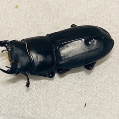 訳あり①ムシモンオオクワガタ   新成虫ペアの販売の画像