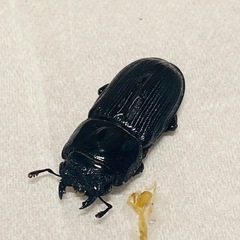 訳あり①ムシモンオオクワガタ   新成虫ペアの販売の画像