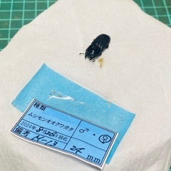 訳あり①ムシモンオオクワガタ   新成虫ペアの販売の画像
