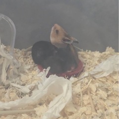 ゴールデンハムスターの里親募集① − 福島県