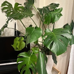 モンステラ(大)の画像