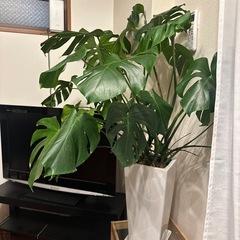 モンステラ(大)の画像