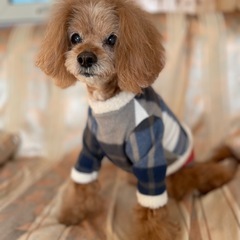 ペットシッター
の画像