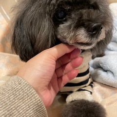 ペットシッター
の画像