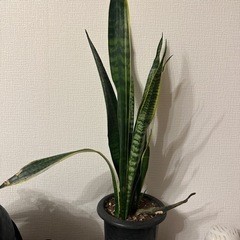 サンスベリア