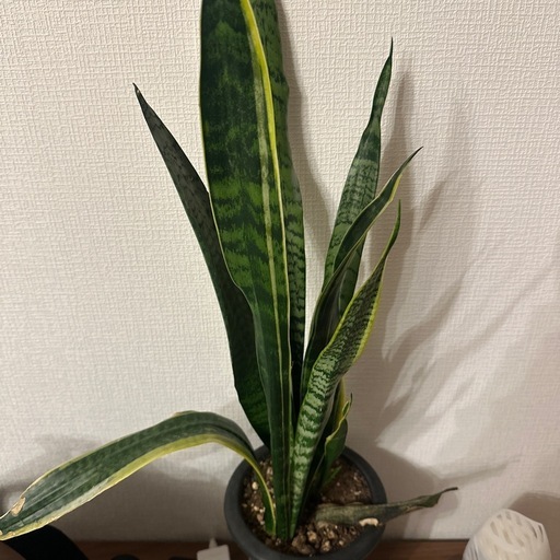 サンスベリア