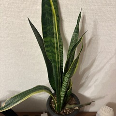 サンスベリアの画像