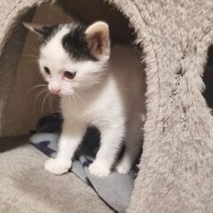 生後1ヶ月の仔猫里親募集
