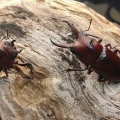 トクノシマノコギリクワガタ（ペア④）