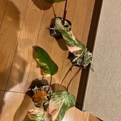 観葉植物　フィロデンドロン  ストロベリーシェイク 