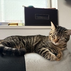 10ヶ月メス猫(※※避妊手術未実施※※)
