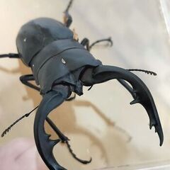 【残り僅か】【幼虫】アマミノコギリクワガタ