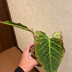 フィロデンドロン  スプレンディド