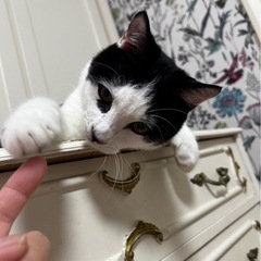 美猫の煉獄さん💓お見合いでトライアルが決まりました❣️