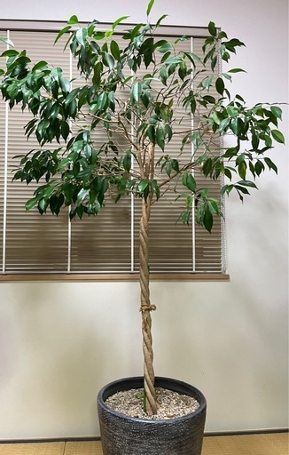 観葉植物　ベンジャミン