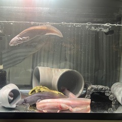 ウーパールーパー  水槽