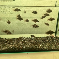 オヤニラミ   淡水魚 水槽