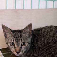 緊急子猫祭り‼️1月5日(日)すみれペットクリニック様にて『上野原どうぶつの会』様主催🐾保護猫の臨時🐾譲渡会(予約不用)を開催致します‼️🐈‍⬛🐾皆様のお越しを心よりお待ち致しております❣️🙇‍♀🎍🐈‍⬛💕 - 立川市