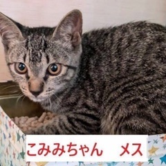 緊急子猫祭り‼️1月5日(日)すみれペットクリニック様にて『上野...