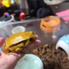 サビトマトガエル
