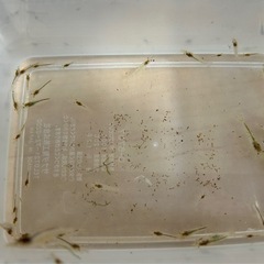 【特価：１匹16.7円】ミナミヌマエビ 30匹セットの画像
