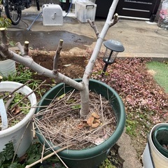 外国産イチジク