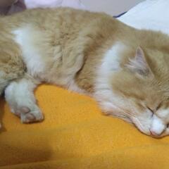 里親募集 猫ちゃん 現在希望の方がいらっしゃいます。
