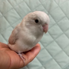🐦手乗りマメルリハインコ雛🐦    宇都宮・小さな個人ブリ…