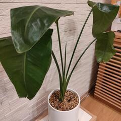 取引中　観葉植物