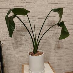 取引中　観葉植物の画像