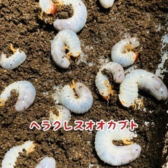 カブトムシ幼虫　3種セット
