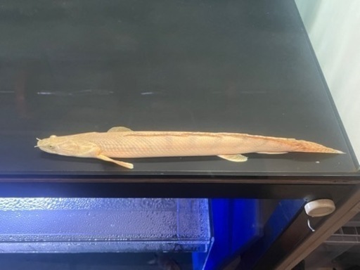 ポリプテルス　コンギクス　±38cm※引き取り限定