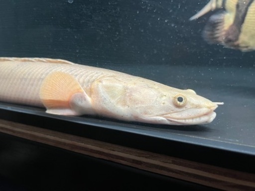 ポリプテルス　コンギクス　±38cm※引き取り限定