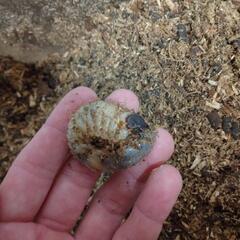 カブトムシ幼虫