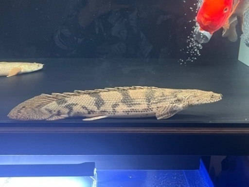 ポリプテルス　エンドリーケリーショート±40cm※引き取り限定