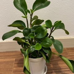 観葉植物300円