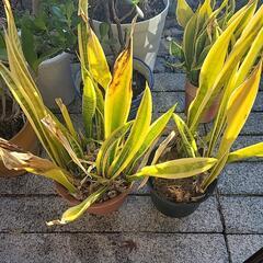 サンスベリア 観葉植物