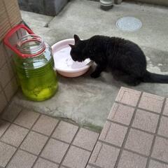 黒猫ちゃん(年寄りです) - 守口市