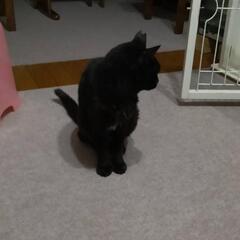 黒猫ちゃん(年寄りです)