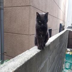黒猫ちゃん(年寄りです) - 猫