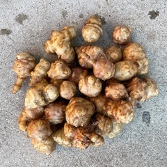 キクイモ１キロ500円の画像