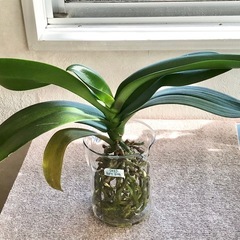 【31】（葉8枚・成長期！）花が終わった胡蝶蘭の株（白）（屋内観...