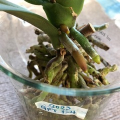 【31】（葉8枚・成長期！）花が終わった胡蝶蘭の株（白）（屋内観葉植物）の画像