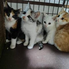 かわいい白猫の子猫です✨