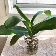 【32】★花芽が出たので至急！！（葉9枚・成長期！）花が終わった...