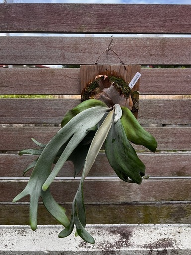 ビカクシダ ウィリンキー 観葉植物