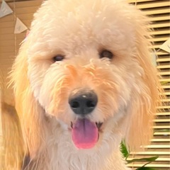 生後11ヶ月 ♂ゴールデンドゥードル 去勢済み 千葉県浦安市 - 市川市