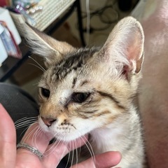 家族ができました。ありがとうございました。