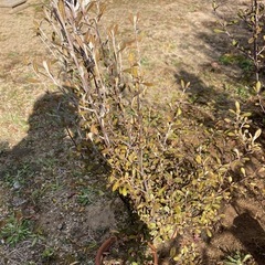 コロキアオリーブの画像