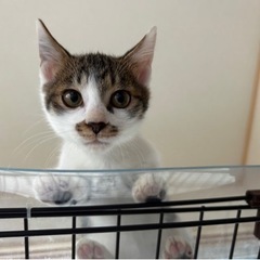 人にも猫にもフレンドリーな男の子 - 福生市